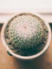 The  Princess  Rebor