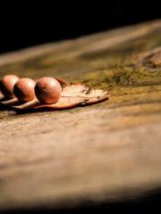 lt;Marry at first si