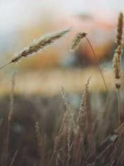 First Era, Dragon Lo