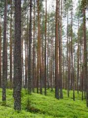 A Heavenly Gift: The