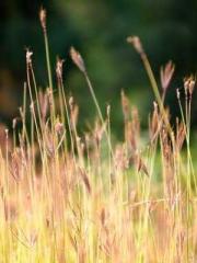 Meng Jinyu Gu Jingxi